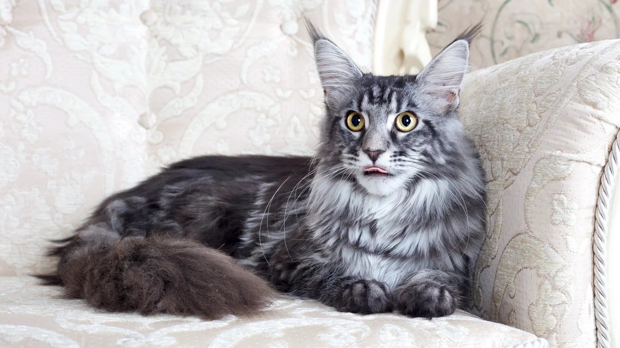 The Dimensions Of The Maine Coon 16 Photos The Growth Of An Adult