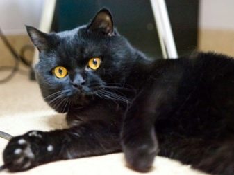 Mèo đen Anh (32 ảnh): mô tả về mèo màu khói đen, đặc biệt là bản chất của  mèo thuộc giống Anh. Bạn gọi mèo con là gì?