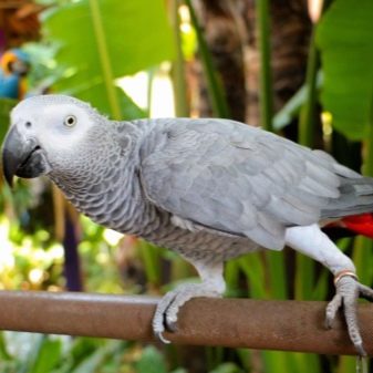 Navne papegøjer (18 billeder): sjove, smukke, interessante og til papegøjer-piger og papegøjer-drenge