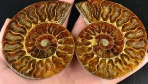 Ammonite: Jak to vypadá a jaké má vlastnosti?