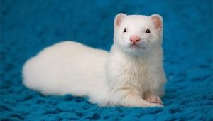 White ferrets: description and tips for care