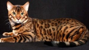 Bengal kat: race funktioner og karakter