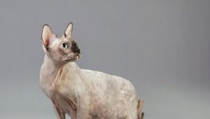 Terhes szfinx macskák: jellemzők, időzítés, gondozás
