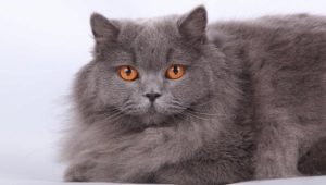 Britisk longhair-katt: beskrivelse, boligforhold og matningsmønstre