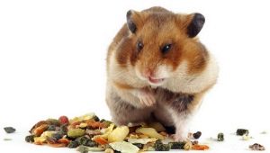 O que os hamsters comem?
