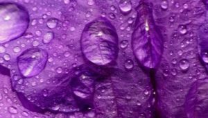 Mit jelent a lila szín a lila színben?