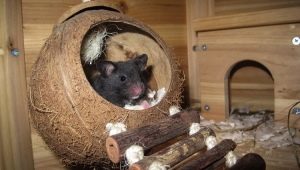 Hogar para la rata: ¿cómo elegir y hacerlo tú mismo?