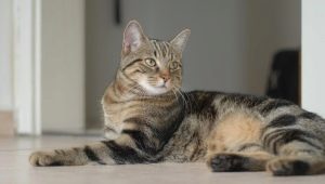 Európai macskák: jellemzők, választások és gondozási szabályok