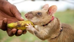 Rato da Gâmbia: descrição e conteúdo em casa