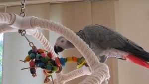 A papagájok játékai maguknak teszik