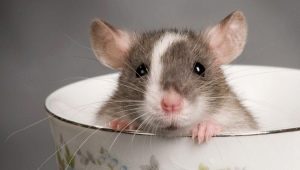 Nombres para ratas: ¿cómo elegir y entrenar?