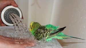 Jak se koupat papoušek?