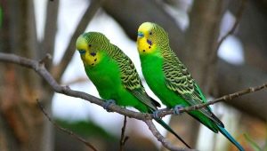 Come determinare l'età del pappagallo ondulato?