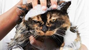 Hogyan mossa le a macskát, ha fél a víztől és karcolódik?