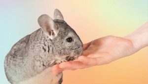 How to tame a chinchilla hands?