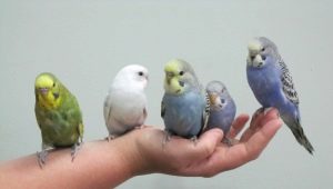 Como domar um papagaio ondulado para as mãos?