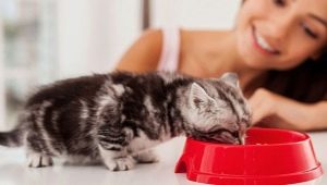 Hogyan tanítsunk egy cica-t száraz ételhez?
