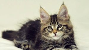 Hoe groeien Maine Coon-kittens per maand?