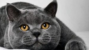 Vilken typ av mat är lämplig för katter av brittisk ras?