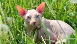 Canadian Sphynx: description, features of care and feeding