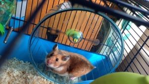 Hamsterin häkit: tyypit, valinta ja järjestely