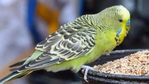 Élelmiszer papagájokhoz: a kiválasztás típusa és jellemzői