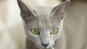 Macskák, amelyek nem fészkelnek: fajta neve és leírása