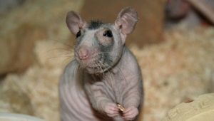 Bald șobolani: Caracteristicile rasei și sfaturi de îngrijire