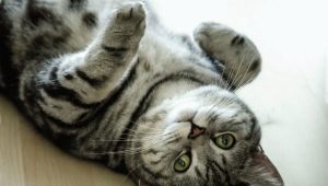 A brit macska Whiskas színe: a szín és az ápolás finomsága