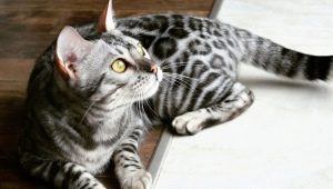 Descrição e regras de manutenção de gatos cinza de Bengala