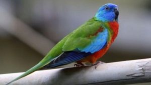 Descrizione delle specie di pappagalli di erba e le regole del loro contenuto