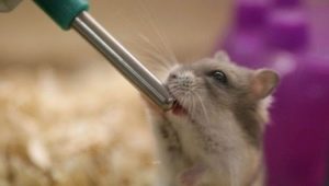 Minum untuk hamster: jenis, pemasangan dan pembuatan