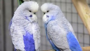 Cehul papagal: trăsături distinctive și reguli de îngrijire