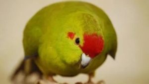 Parrot kakarik: a tartás és a tenyésztés leírása, típusai, jellemzői