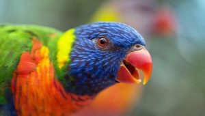 Parrot Lory: Especies de especies y reglas de contenido