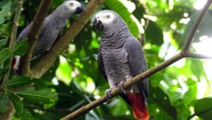 Jacquot papegøje: Beskrivelse af arter, egenskaber af indhold, valgregler