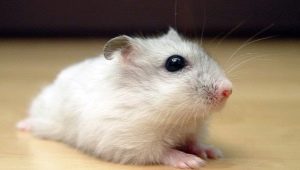 Raças de hamster domésticas e incomuns populares
