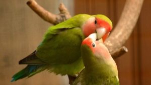 Regras de manter pombinhos papagaios