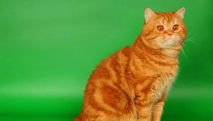 Gatos britânicos vermelhos: descrição, regras de manutenção e reprodução