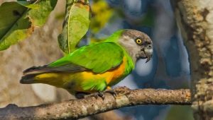 Senegalští papoušci: rysy, pravidla chovu a chovu