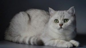 شينشيلا البريطانية الفضية: وصف وصيانة القطط