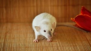 Siamez șobolan: caracteristici și îngrijire la domiciliu