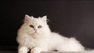 חתולים סיביריים של צבע לבן: תיאור של גזע ומוזרויות של טיפול