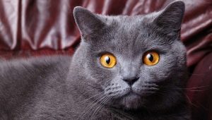 Kiek metų gyvena britų katės ir katės?