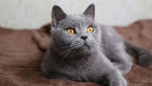 רשימת השמות של חתולים אפורים בריטים