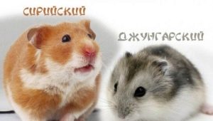 Paghahambing ng Dzungarian at Syrian hamsters