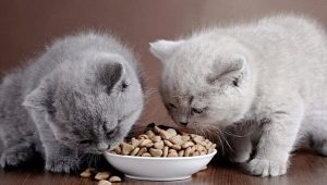 Száraz étel a cica számára: tippek a választás és a használat jellemzői