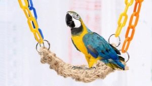 Typer og valg af legetøj til papegøje
