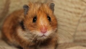 Tot ce trebuie să știți despre hamsteri