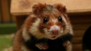 Kaikki mitä tarvitset tietää Siperian hamstereista
